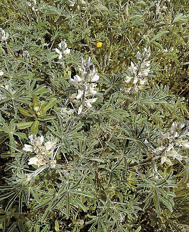 Бяла лупина (Lupinus albus)
Източник Plantnet