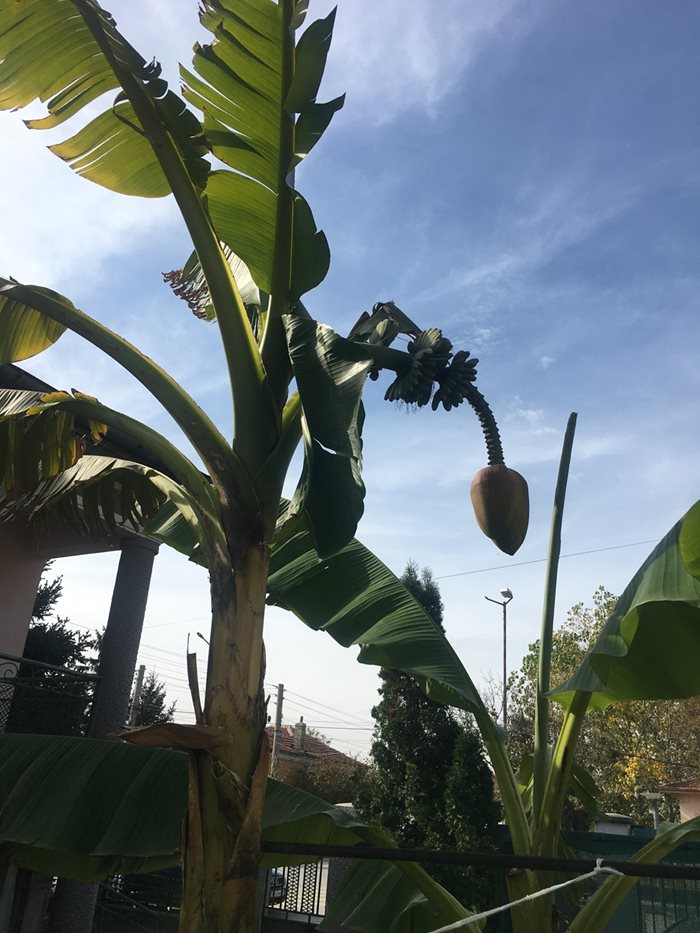 Палмите връзват банани, но плодът не успява да узрее