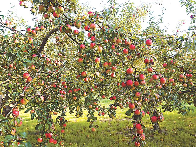 В любителските градини у нас преобладават сортове ябълки, които са силно чувствителни на брашнеста мана. Така че болестта не трябва да се подценява.