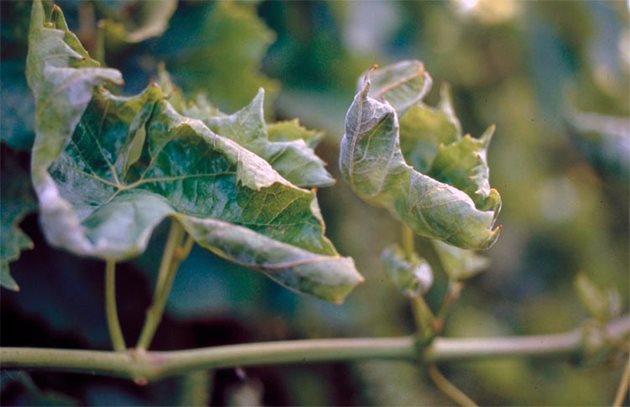 Фаза, в която гроздовата реколта може да бъде спасена при започване на редовна химическа борба