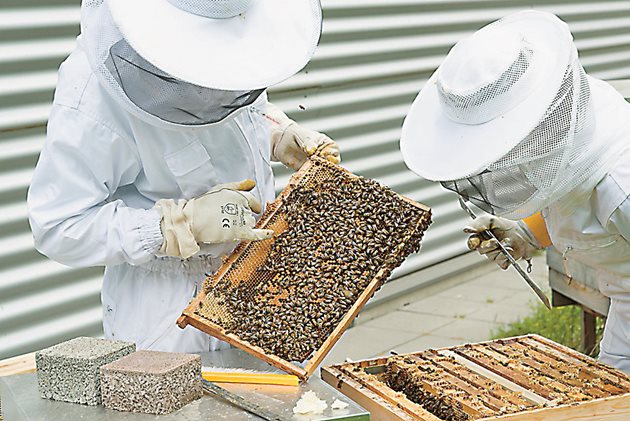 Начинаещите пчелари често нямат опит в диагностицирането на американския гнилец и често по невнимание подпомагат разпространението на болестта, като прехвърлят заразени рамки в здрави семейства, докато се опитват да разделят семействата