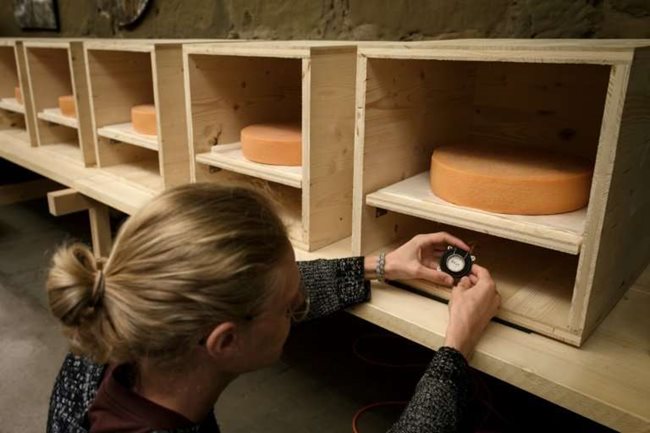 Направени са специални звукови кутии за предаване на музика към дървения рафт, върху който лежи сиренето.

СНИМКИ: Университет на Берн, Бийт Вампфлер, Swissinfo