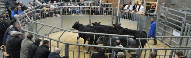 Купуването на бик е голям разход и затова да се обмисли много внимателно, съветва експертът по говедовъдство в SAC Consulting Гавин Хил