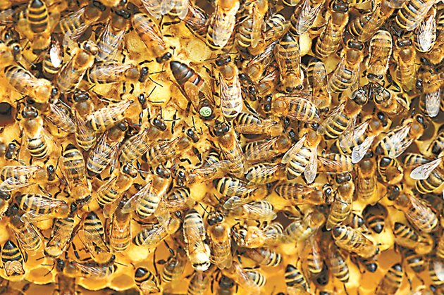 Нозематозата е най-сериозното заболяване, което засяга възрастни пчели, работнички и търтеи и може да засегне майката. Патогенът произвежда спори, които възрастните пчели консумират с храната. Повечето заразени пчели след това страдат от тежка дизентерия и могат да се изхождат вътре в кошера.