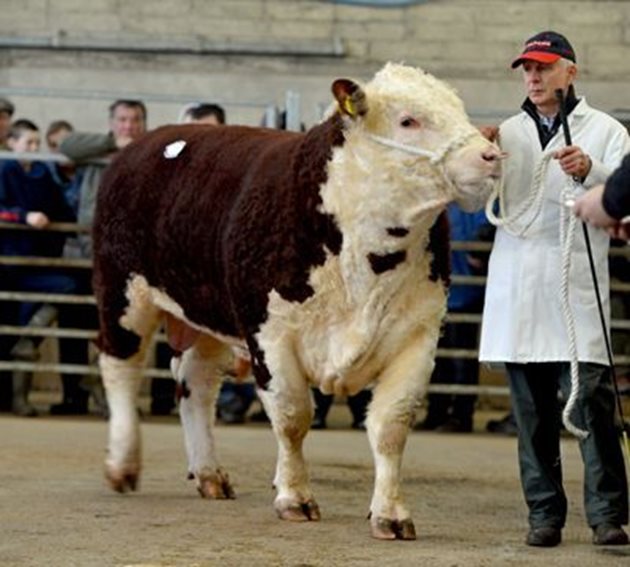 Хиляди фермери посещават световно известния аукцион на добитък Stirling в едноименния шотландски град, за да си купят най-добрия бик за разплод