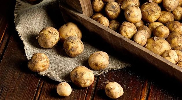 Прочутите картофи Le Bonnotte, които се отглеждат на много ограничена площ от песъчлива почва на остров Нойрмутие във Франция
СНИМКИ: EastFruit