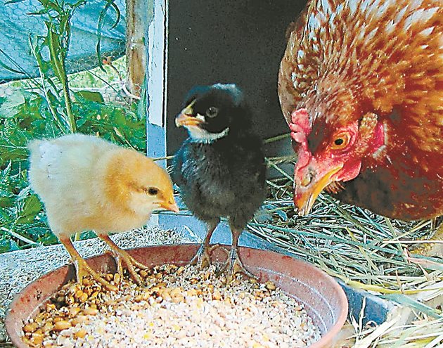 Само царевицата за малките и подрастващи пилета трябва да е счукана или смляна едро.