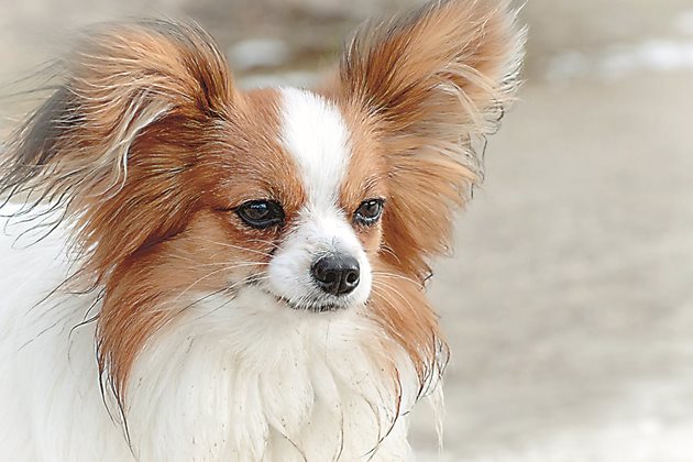 Брахицефалите са породи кучета с къси муцуни - Кавалер шпаньол, Боксер, Мопс и т.н.