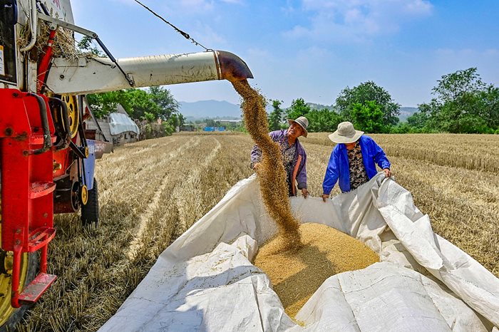 През 2024 г. производството на зърно в Китай ще остане над 650 милиарда кг. СНИМКА: РАДИО КИТАЙ