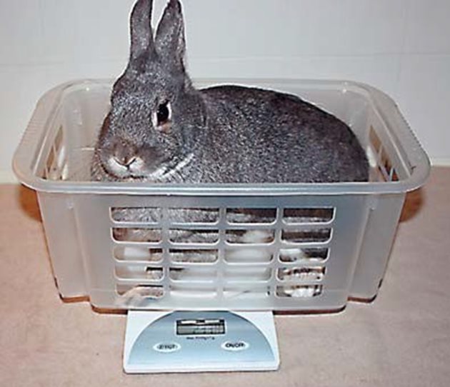 Може да претегляте зайците, като ползвате и електронен кантар, като поставите заека в пластмасов панер