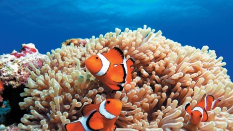 Още една причина да опазим Кораловите рифове