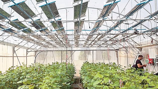 Агроволтаиците са подредени с грижа за светлината в оранжерията