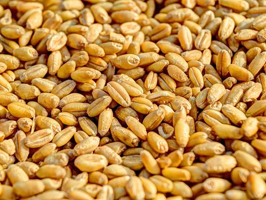 Русия дари 50 000 тона зърно на Централноафриканската република