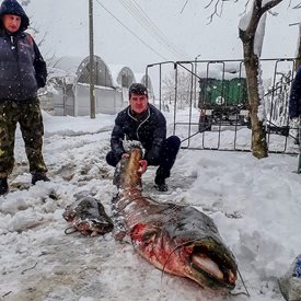 Сом като кит извадиха от Струма