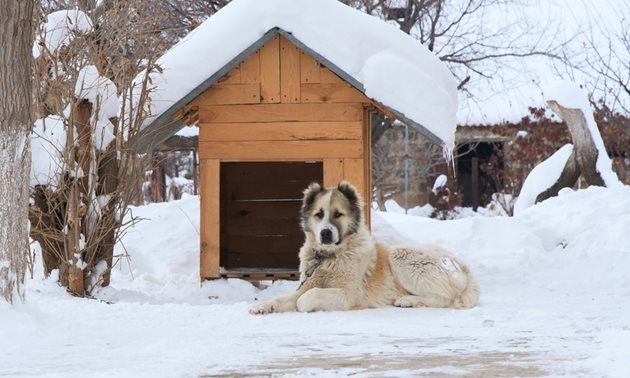 Осигурете на дворното куче уютна зимна къща
