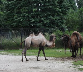 Мъжка камила от Унгария пристигна в зоопарка в София