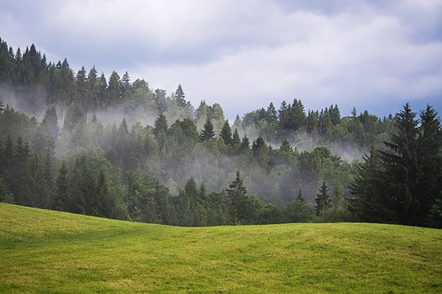 Иглолистните гори в България загиват. СНИМКА: Pixabay
