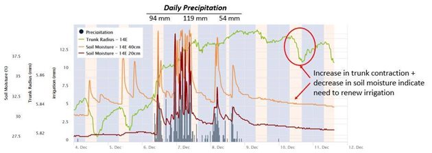 Макар 3 дни да е валяло дъжд, устройството показва, че е нужно поливане. По-малко от два дни след валежите, почвените сензори показват намаляване на влагата (в жълто и червено), а тези на стъблото (в зелено) показват процеси на свиване.
