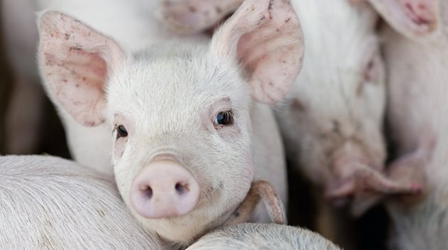 При отбиването прасетата на свинете майки, които са били на двукомпонентна диета, са тежали 700 г повече от прасетата на свинете, хранени по традиционния начин