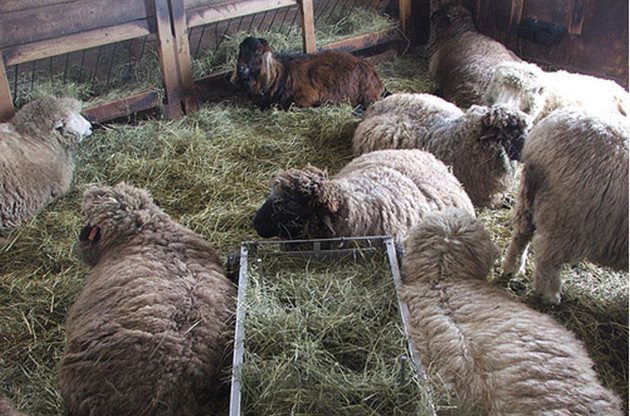 Балансираното хранене на овцете през финалния период от бременността е особено важно за правилното развитие на плода