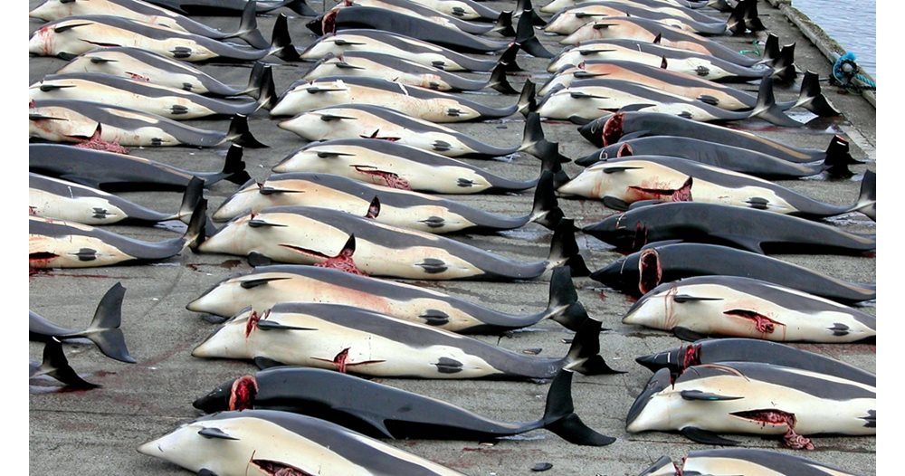 Norge dreper flere hvaler enn Japan og Island
