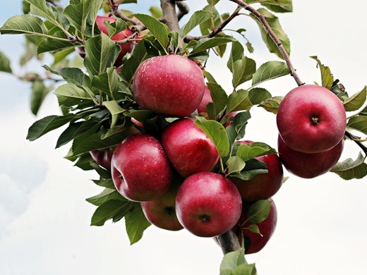 Ще има ли български ябълки на пазара въпреки лошото време?