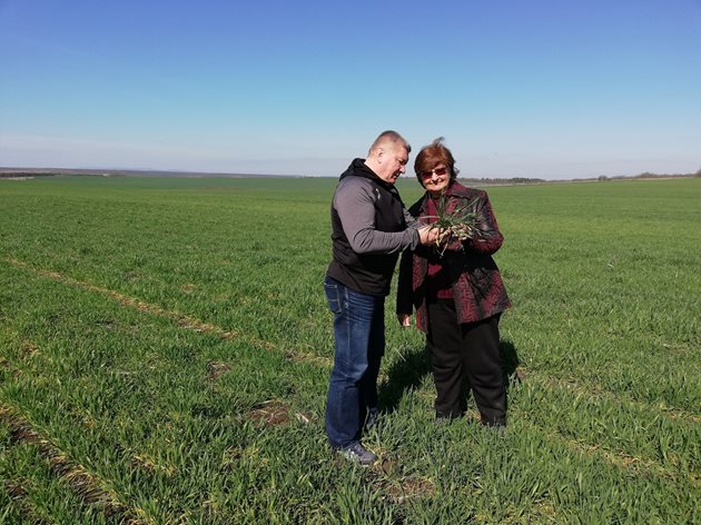 Игор Гришин обследва житни посеви и разяснява ползите от подхранването със сяра
