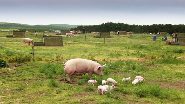 Семейство Морганс от Йоркшир получава достъп до ниша на американския пазар за свинско и увеличава цената на произвежданото от тях месо с 10%, като се отказва от употребата на антибиотици при отглеждането на животните. Освен това фермерите спират да хранят прасетата с риба по време на периода, в които животните се отглеждат