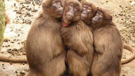 Парализирани маймуни проходиха благодарение на имплант