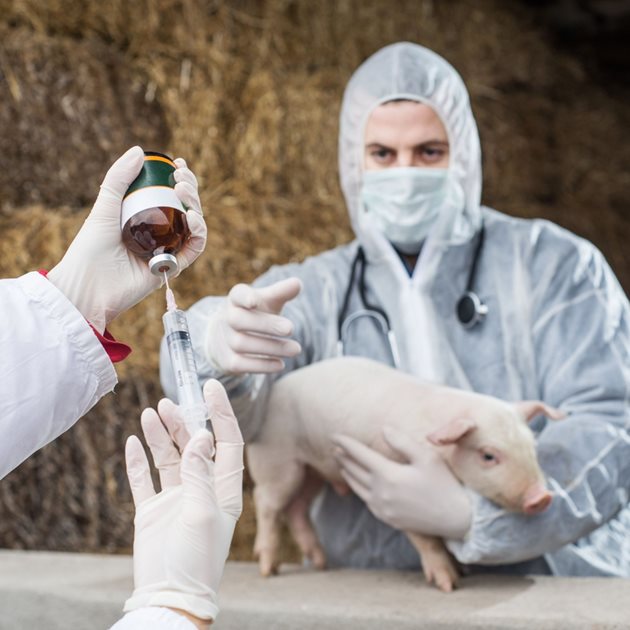 Още от своето раждане прасетата във фермата на семейство Морганс, предназначени за американския пазар, не получават никакви антибиотициа - нито с храната, нито чрез инжекции. Те се ваксинират преди отбиването и на 28-дневна възраст се отделят от майките си. Все пак, когато се появи случай, в който фермерите не могат да се справят без антибиотици, на животните им се дават такива.