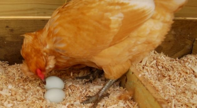 Липсата на калций често е причина за накълваване на яйцата от кокошките