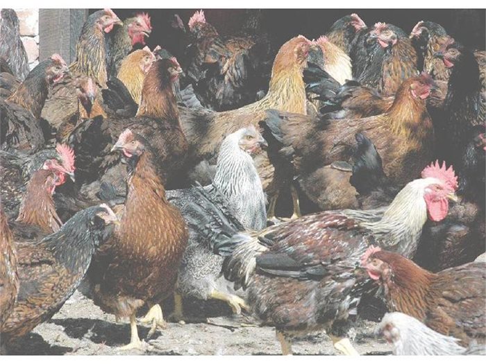 Част от родителското стадо на кокошките тежка категория в Катуница, което наброява 500 пернати.
СНИМКИ: АТАНАС КЪНЕВ