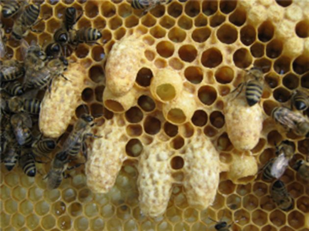 Самосмяната се случва когато пчелата майка е оста­ряла, болна или с някои други дефекти. Нарича се тиха смяна защото се извършва от пчелите, без намесата на пчеларя