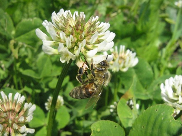  Засаждайте на ротационнен принцип едновременно цъфтящи растения (например рапица, детелина и бакла), за да осигурите допълнителен източник на нектар и полен за пчелите и другите насекоми.