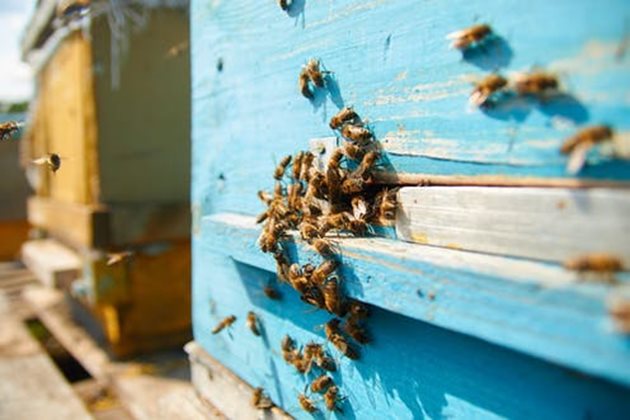 Учените доказаха, че генетичното разнообразие подобрява устойчивостта на болести и продуктивността на пчелните колонии, включително тяхната презимуваща способност.
