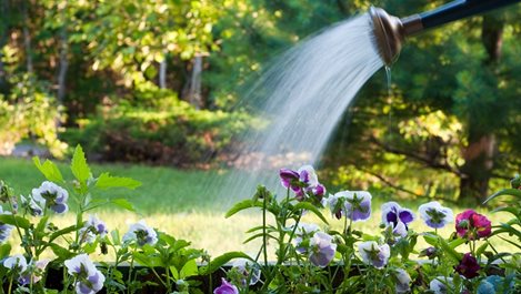 Градината през лятото - поливате рационално, пестите повече