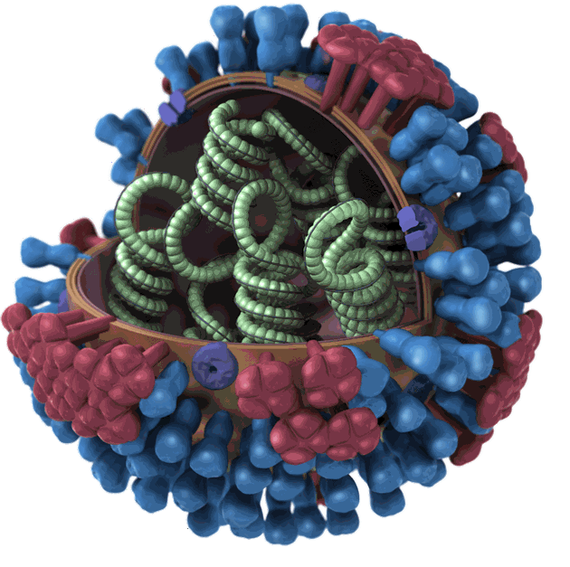 Така американския Център за контрол на заболяванията онагледява структурата на грипния вирус.