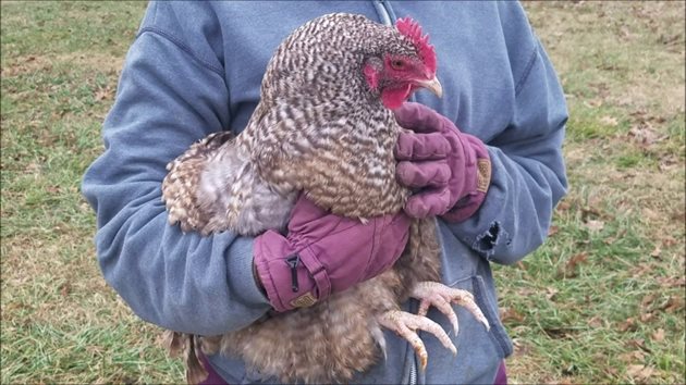 Сложете си работни ръкавици и огледайте всички кокошки за външни паразити
Снимка: YouTube
