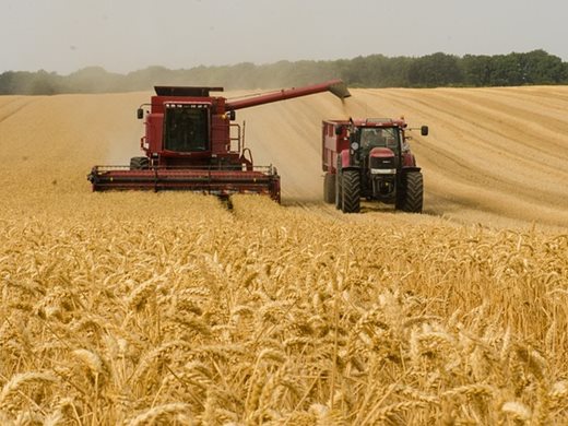 Продължава поевтиняването на зърнените стоки нa световните борси