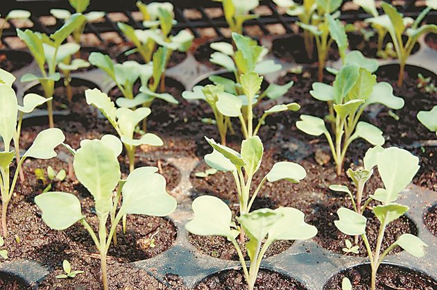 Използването на качествени семена е условие за отглеждане на здрав разсад