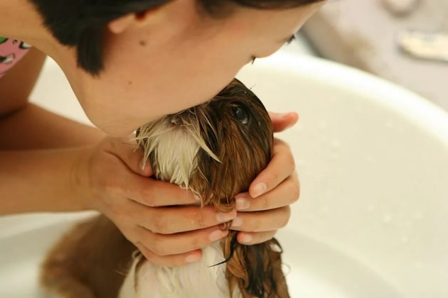 След разходка трябва да измиете добре лапите. Може да използвате специални кучешки шампоани или хипоалергенен бебешки сапун. Това ще бъде достатъчно, за да сте спокойни за здравето на кучето.
