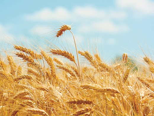 Унгария забранява всякакъв износ на зърно