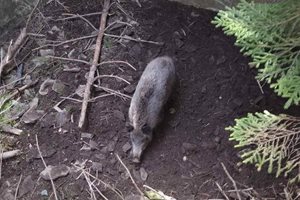Млади ловци в Момчиловци извадиха диво прасе от яма, вместо да го отстрелят (Видео)