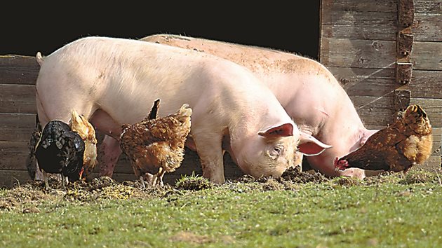 Най-добритe зелени фуражи за свинете са и най-добрите суровини за приготвяне на силаж за тях