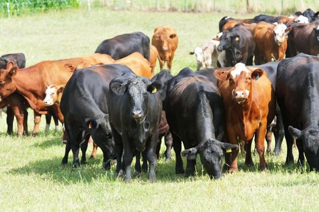 Ръстът на поголовието на едрия рогат добитък предизвика голямо търсене на готови фуражи