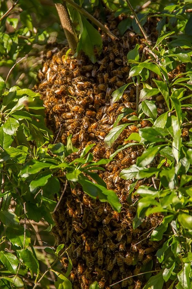 Добрият пчелар не бива да допуска роево състояние в пчелина по време на голямата паша! За целта трябва да се осигурят на майката неограничени площи за снасяне на яйца.