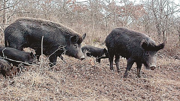 Месото от Източнобалканската свиня се използва в някои от защитените в ЕС български луканки.