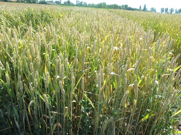 Институтите в Садово и Генерал Тошево селекционират сортове твърда пшеница
Снимка: Ваня Велинска