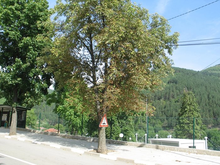 Насажденията от орехи край пътищата в България са значителни на брой и влизат в статистиката, но често продукцията от тях е в сивия сектор.