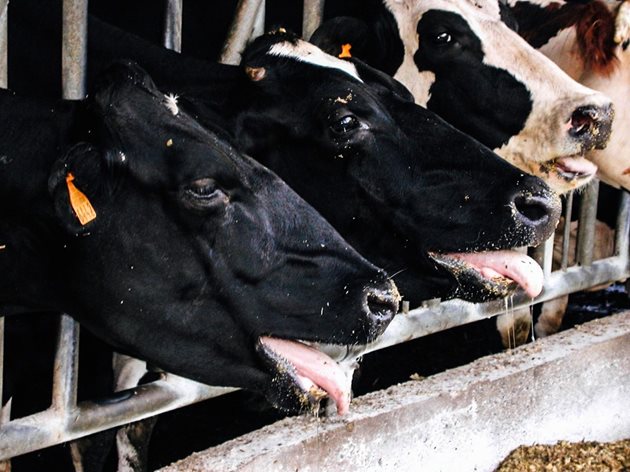 Високопроизводителните крави с годишен млеконадой над 1000 кг са най-засегнати от въздействието на високите температури